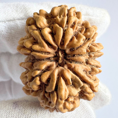 Antique 10 Mukhi Rudraksha (Nepal Origin- 33.55 MM | 7.88 Gms )