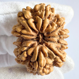 Antique 10 Mukhi Rudraksha (Nepal Origin- 33.55 MM | 7.88 Gms )