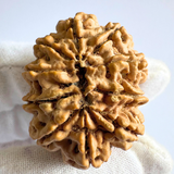 Antique 10 Mukhi Rudraksha (Nepal Origin- 33.55 MM | 7.88 Gms )