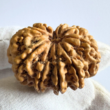 Antique 10 Mukhi Rudraksha (Nepal Origin- 33.55 MM | 7.88 Gms )