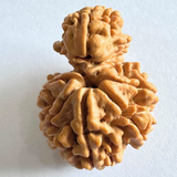 Antique 1 Mukhi Sawaar Rudraksha (Nepal Origin- 29.58 MM | 5.16 Gms