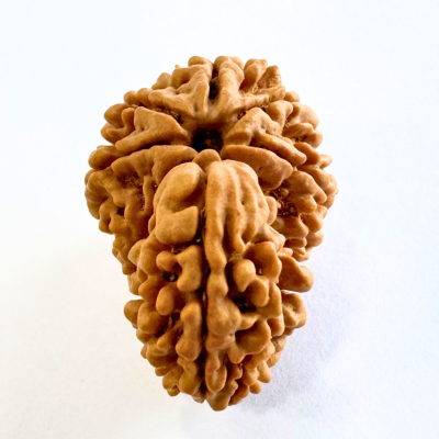 Antique 1 Mukhi Sawaar Rudraksha (Nepal Origin- 29.58 MM | 5.16 Gms