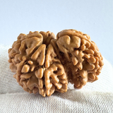 Antique 1 Mukhi Sawaar Rudraksha (Nepal Origin- 29.58 MM | 5.16 Gms