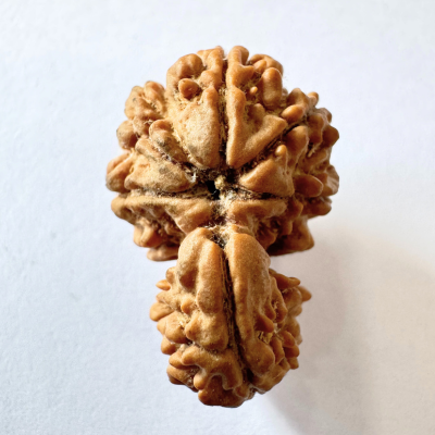 Antique 1 Mukhi Sawaar Rudraksha (Nepal Origin- 26.55 MM | 3.11 Gms