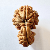 Antique 1 Mukhi Sawaar Rudraksha (Nepal Origin- 26.55 MM | 3.11 Gms