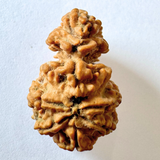 Antique 1 Mukhi Sawaar Rudraksha (Nepal Origin- 26.55 MM | 3.11 Gms