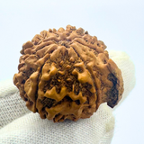 Antique 8 Mukhi Ganesh Rudraksha (Nepal Origin- 23.00 MM | 3.74 Gms)