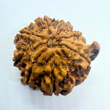 Antique 8 Mukhi Ganesh Rudraksha (Nepal Origin- 23.00 MM | 3.74 Gms)