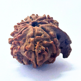 Antique 9 Mukhi Ganesh Rudraksha (Nepal Origin- 22.00 MM | 3.23 Gms)