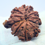 Antique 9 Mukhi Ganesh Rudraksha (Nepal Origin- 22.00 MM | 3.23 Gms)