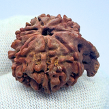 Antique 9 Mukhi Ganesh Rudraksha (Nepal Origin- 22.00 MM | 3.23 Gms)