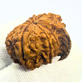 Antique 10 Mukhi Ganesh Rudraksha (Nepal Origin- 25.74 MM | 3.63 Gms)