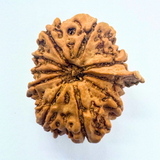 Antique 10 Mukhi Ganesh Rudraksha (Nepal Origin- 25.74 MM | 3.63 Gms)