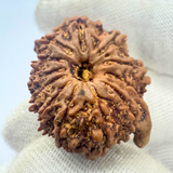 Antique 12 Mukhi Ganesh Rudraksha (Nepal Origin- 25.70 MM | 4.30 Gms)