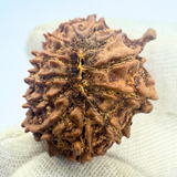 Antique 12 Mukhi Ganesh Rudraksha (Nepal Origin- 25.70 MM | 4.30 Gms)