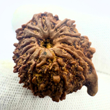 Antique 12 Mukhi Ganesh Rudraksha (Nepal Origin- 25.70 MM | 4.30 Gms)