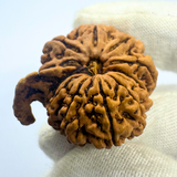 Antique 11 Mukhi Ganesh Rudraksha (Nepal Origin- 29.10 MM | 6.00 Gms)
