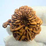 Antique 11 Mukhi Ganesh Rudraksha (Nepal Origin- 29.10 MM | 6.00 Gms)