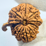 Antique 11 Mukhi Ganesh Rudraksha (Nepal Origin- 29.10 MM | 6.00 Gms)