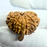 Antique 10 Mukhi Ganesh Rudraksha (Nepal Origin- 25.70 MM | 3.10 Gms)