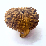Antique 10 Mukhi Ganesh Rudraksha (Nepal Origin- 25.70 MM | 3.10 Gms)