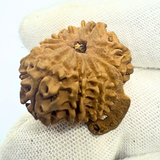 Antique 10 Mukhi Ganesh Rudraksha (Nepal Origin- 25.70 MM | 3.10 Gms)