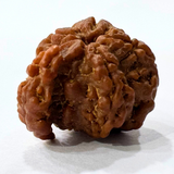 Antique 1 Mukhi Sawaar Rudraksha (Nepal Origin- 22.05 MM | 2.02 Gms
