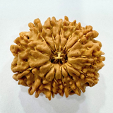 13 mukhi nepali rudraksha 
