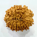 13 mukhi rudraksha
