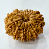 natural 13 mukhi rudraksha

