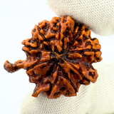 Antique 8 Mukhi Ganesh Rudraksha (Nepal Origin- 33.39 MM | 6.11 Gms)