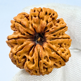 Antique 8 Mukhi Rudraksha (Nepal Origin - 30.03 MM | 6.03 Gms)