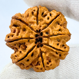 Antique 8 Mukhi Rudraksha (Nepal Origin - 30.03 MM | 6.03 Gms)