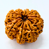 Antique 8 Mukhi Rudraksha (Nepal Origin - 30.03 MM | 6.03 Gms)