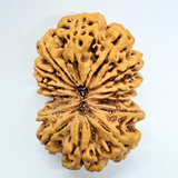 Antique 14 Mukhi Gaurishankar Rudraksha (Nepal Origin - 41.00 MM| 10.35 Gms)