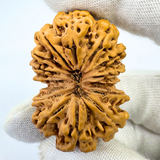 Antique 14 Mukhi Gaurishankar Rudraksha (Nepal Origin - 41.00 MM| 10.35 Gms)