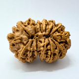 Antique 14 Mukhi Gaurishankar Rudraksha (Nepal Origin - 41.00 MM| 10.35 Gms)