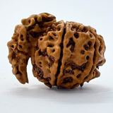 Antique 1 Mukhi Sawaar Rudraksha (Nepal Origin- 26.69 MM | 3.16 Gms)