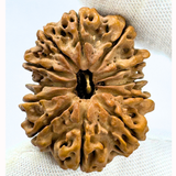 Antique 12 Mukhi Rudraksha (Nepal Origin- 33.15 MM | 6.59 Gms)