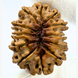Antique 12 Mukhi Rudraksha (Nepal Origin- 33.15 MM | 6.59 Gms)