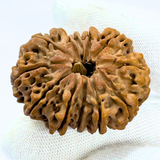 Antique 12 Mukhi Rudraksha (Nepal Origin- 33.15 MM | 6.59 Gms)