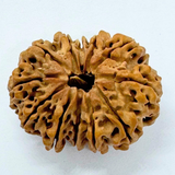 Antique 12 Mukhi Rudraksha (Nepal Origin- 33.15 MM | 6.59 Gms)