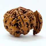 Antique 1 Mukhi Sawaar Rudraksha (Nepal Origin- 32.33 MM | 7.00 Gms