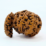 Antique 1 Mukhi Sawaar Rudraksha (Nepal Origin- 32.33 MM | 7.00 Gms