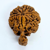 Antique 1 Mukhi Sawaar Rudraksha (Nepal Origin- 32.33 MM | 7.00 Gms
