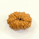 Natural 13 Mukhi Rudraksha (Indonesian Origin) - Himalaya Rudraksha Anusandhan Kendra