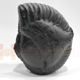 Ram Lalla Carved Shaligram - 378 Grams - Himalaya Rudraksha Anusandhan Kendra