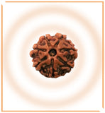Natural 7 Mukhi/Face Rudraksha (Nepal Origin) - himalaya rudraksha anusandhan kendra