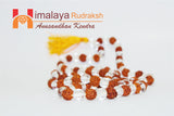 Natural Rudraksha Sphatik(quartz) Mala - himalaya rudraksha anusandhan kendra