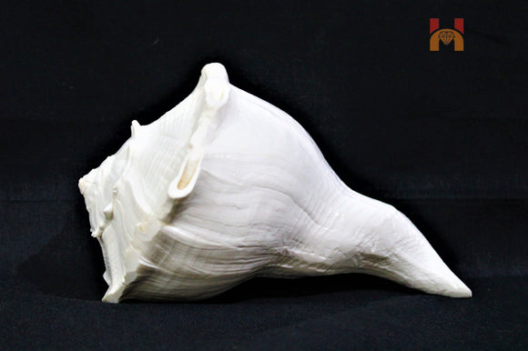 Dakshinavarti Shankh (valampuri shankh) - himalaya rudraksha anusandhan kendra